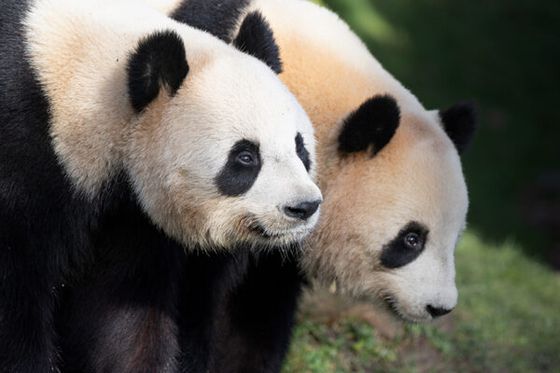 Quel panda sommeille en vous ? Jouez en ligne et tentez de gagner des cadeaux géniaux !