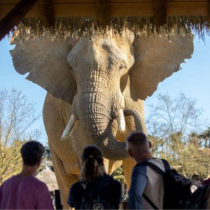 Grand éléphant d'Afrique visible par des visiteurs depuis une passerelle couverte