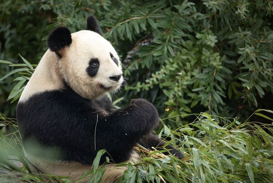 Sur les traces du panda géant - Activité famille - ZooParc de Beauval