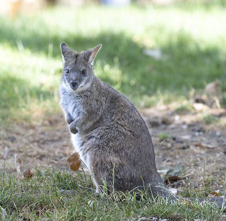 Red Lands educational talk - ZooParc de Beauval