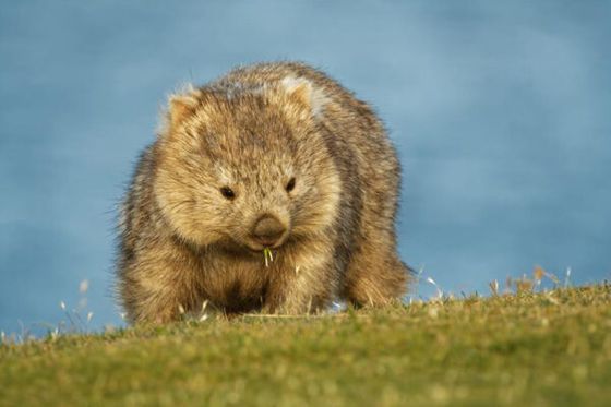 Wombats, kangourous, émeus… Bienvenue aux animaux des Terres Rouges !