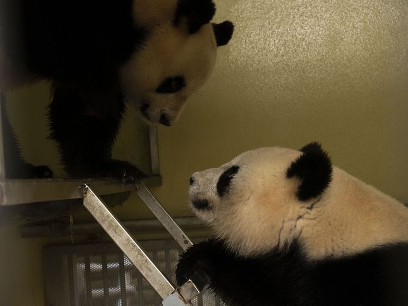 Mise en contact 2021 Huan Huan et Yuan Zi - ZooParc de Beauval Mise en contact 2021 Huan Huan et Yuan Zi - ZooParc de Beauval