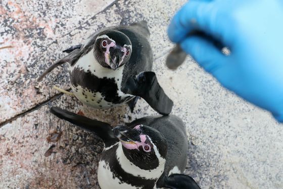 Activité Rencontres privilèges - Nourrissage manchots de Humboldt - Au plus près des animaux - ZooParc de Beauval Activité Rencontres privilèges - Nourrissage manchots de Humboldt - Au plus près des animaux - ZooParc de Beauval