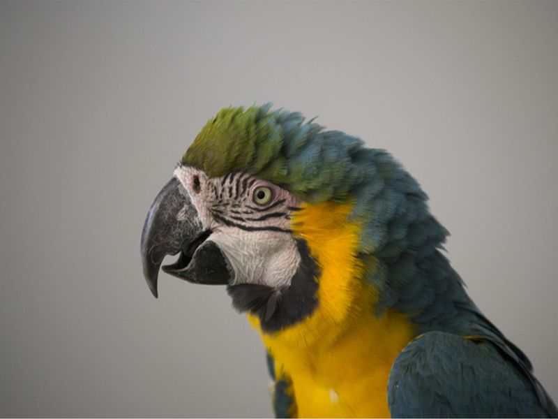 Ara ararauna - Les animaux de La Rotonde des Perroquets - ZooParc de Beauval Ara ararauna - Les animaux de La Rotonde des Perroquets - ZooParc de Beauval