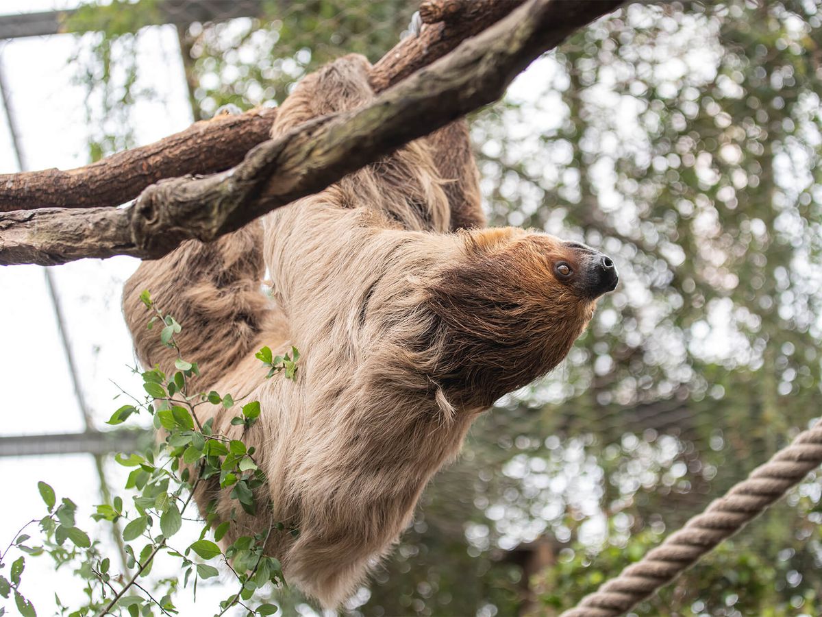 Paresseux à deux doigts ZooParc de Beauval — free download
