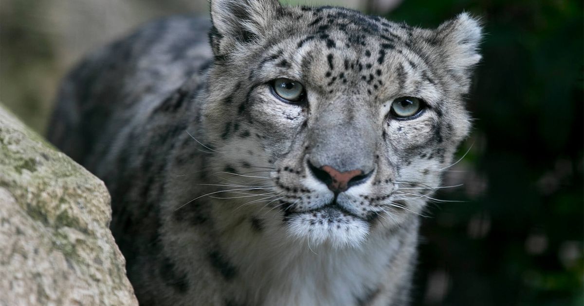 Snow Leopard  ZooParc de Beauval