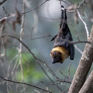 Rodrigues flying foxes