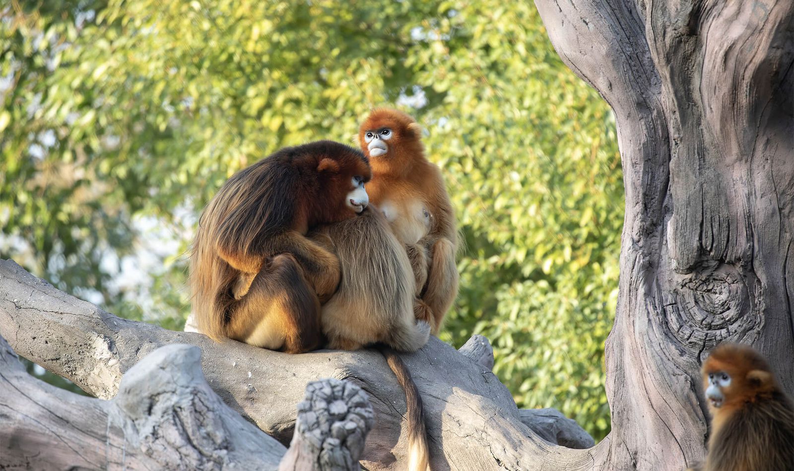 Singe doré - Animaux extraordinaires du ZooParc