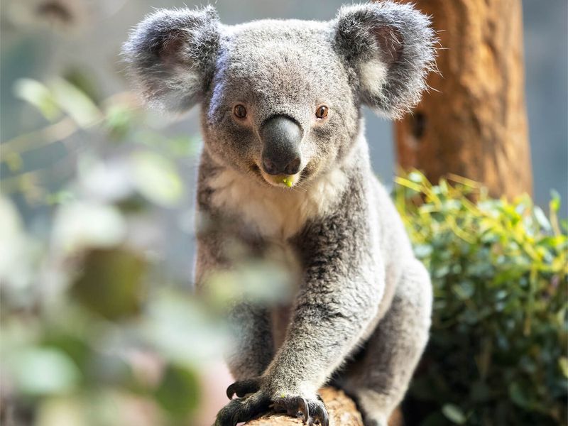 Koala du Queensland - Les athlètes de Beauval - Timbres La Poste