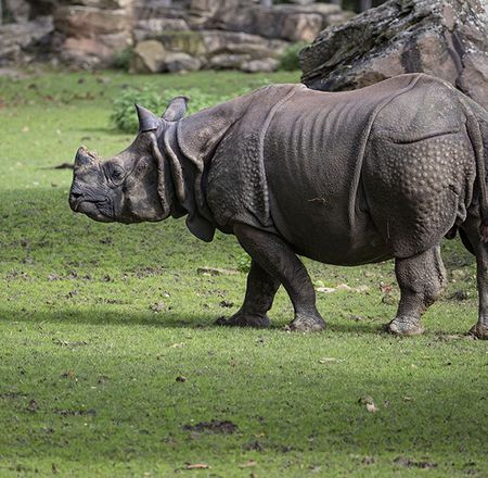 Indian rhinoceros