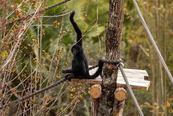 Grande Volière Sud-Américaine - Territoire - ZooParc de Beauval