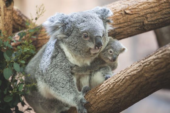 Choisissez le prénom du bébé koala de Genoa sur nos réseaux !