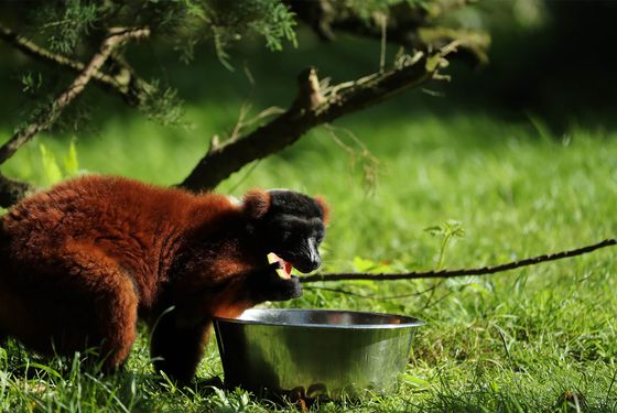 Nourrissage varis roux - Activités junior Graine de Soigneur - ZooParc de Beauval Nourrissage varis roux - Activités junior Graine de Soigneur - ZooParc de Beauval