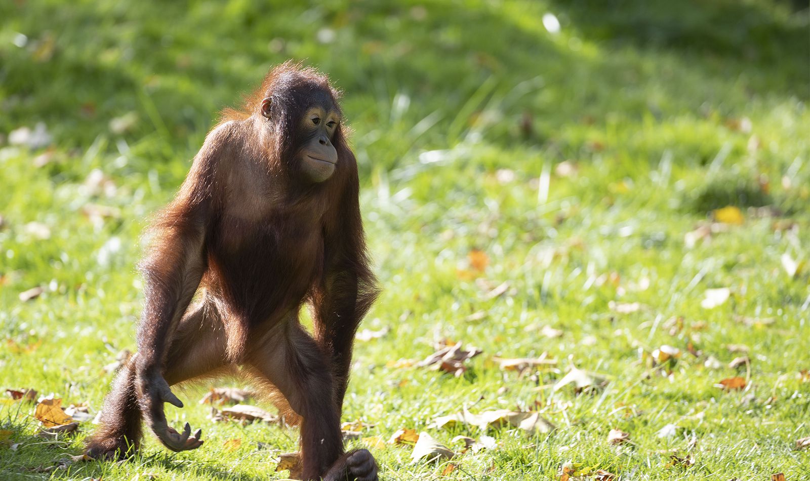 Orang-outan - Animaux extraordinaires du ZooParc