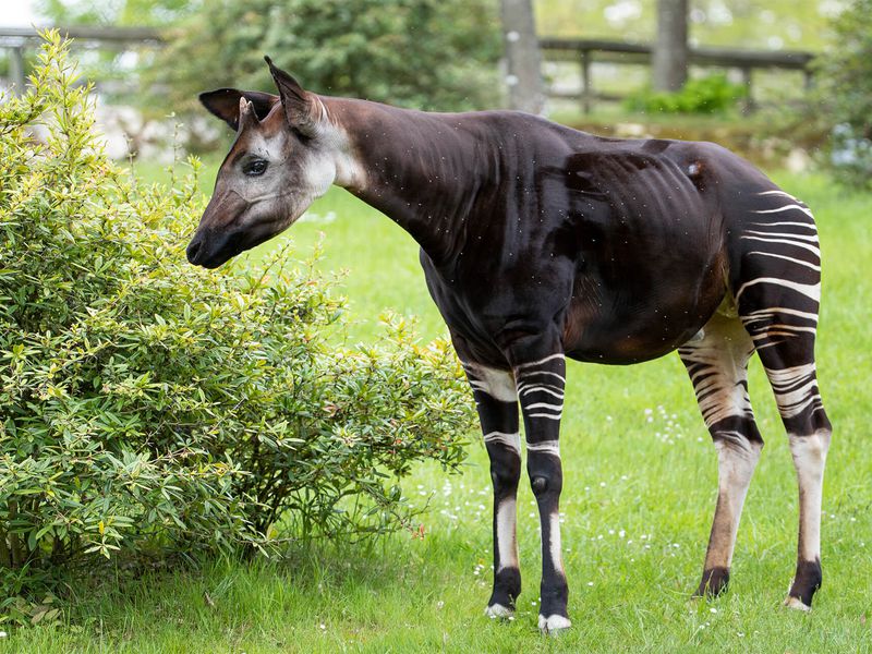 Okapi - Animaux extraordinaires du ZooParc