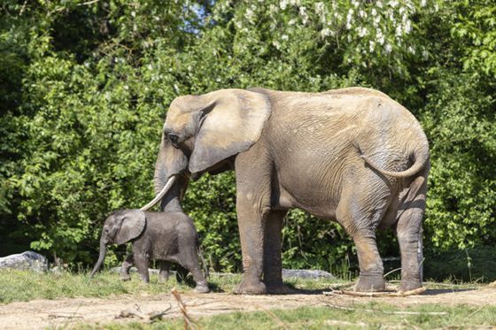Focus sur l’éthologie, la science du comportement des animaux