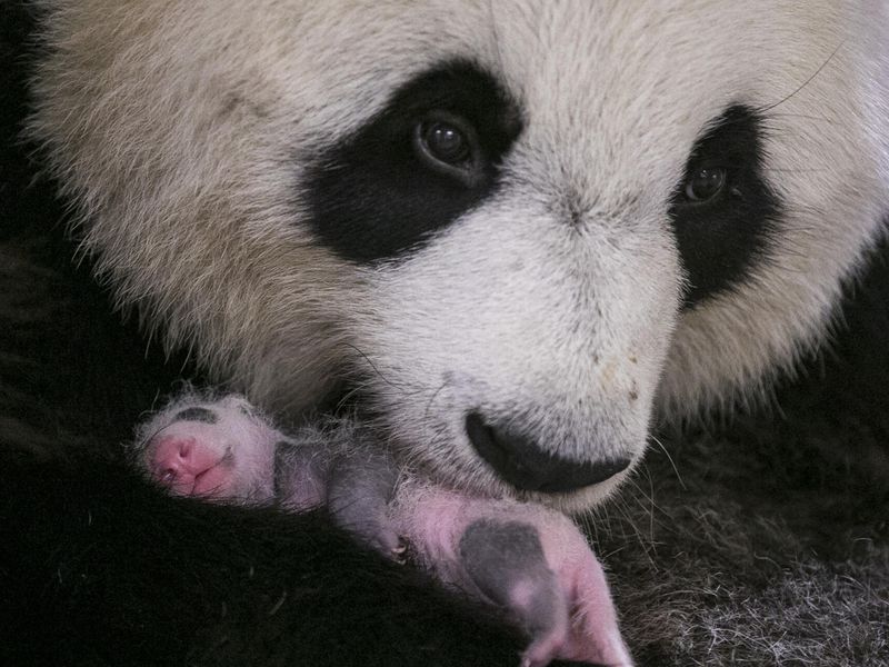 Yuan Meng - 1st baby panda born in France - ZooParc de Beauval