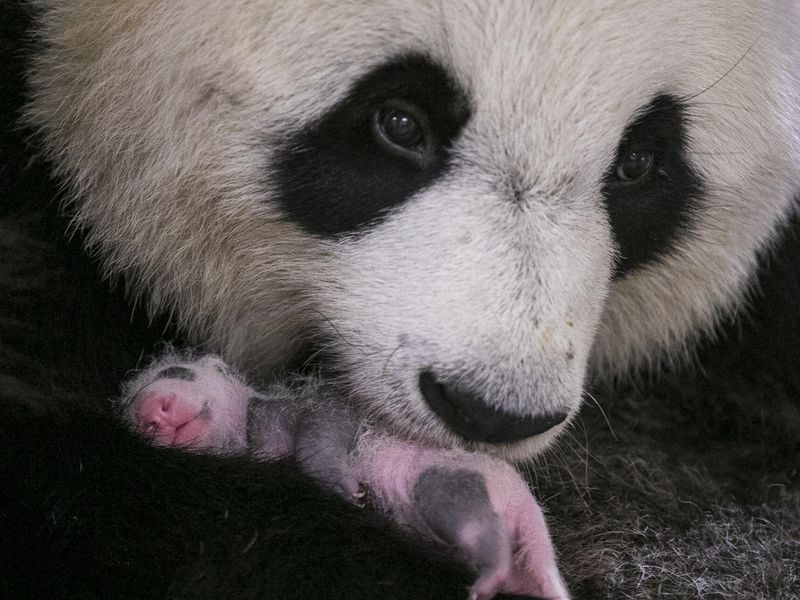 Yuan Meng - Premier bébé panda de France - ZooParc de Beauval