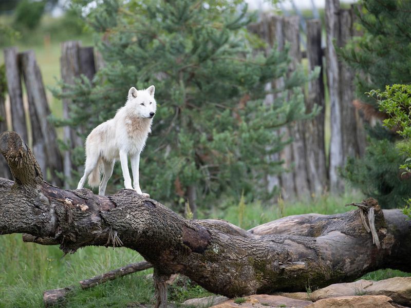 Loup arctique, le plus gros des loups - Les animaux du Territoire Nord-Américain - ZooParc de Beauval