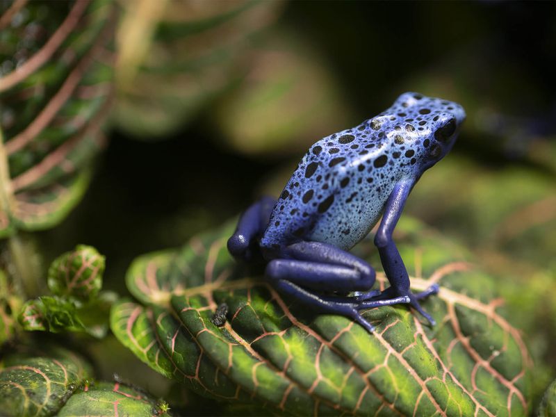 Dyeing Poison Dart Frog - Connecticut's Beardsley Zoo