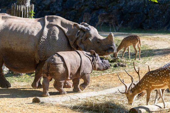 Éléphanteaux, singes dorés, rhinocéros… une année riche en bébés à Beauval
