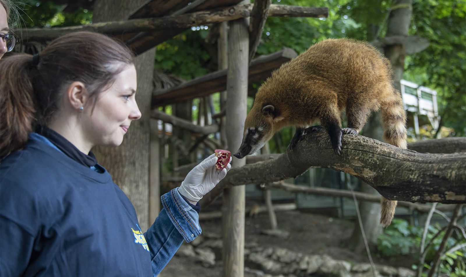 2020 Zoo De Beauval : Au Coeur De La Machine