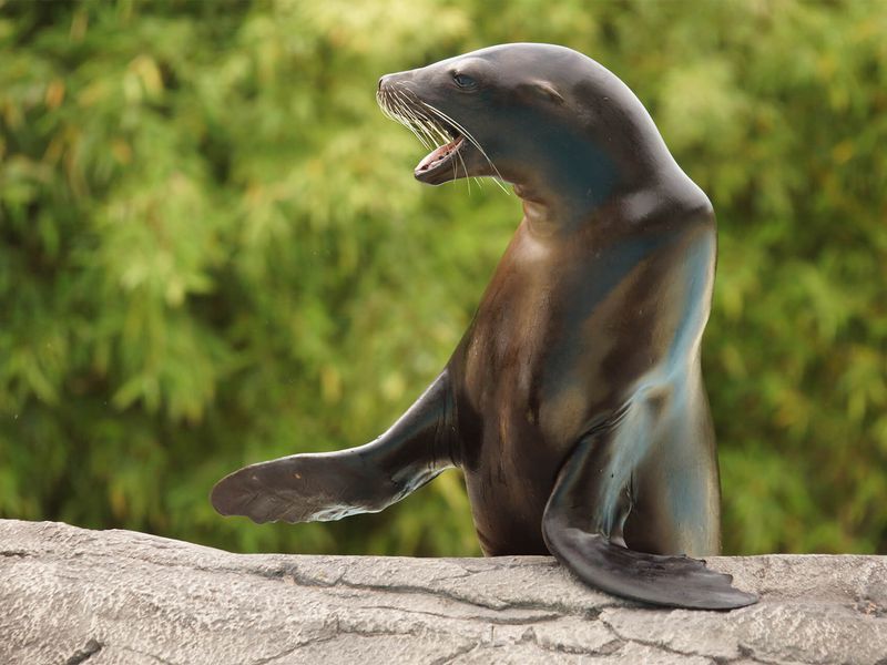 Otarie de Californie - Animaux extraordinaires du ZooParc