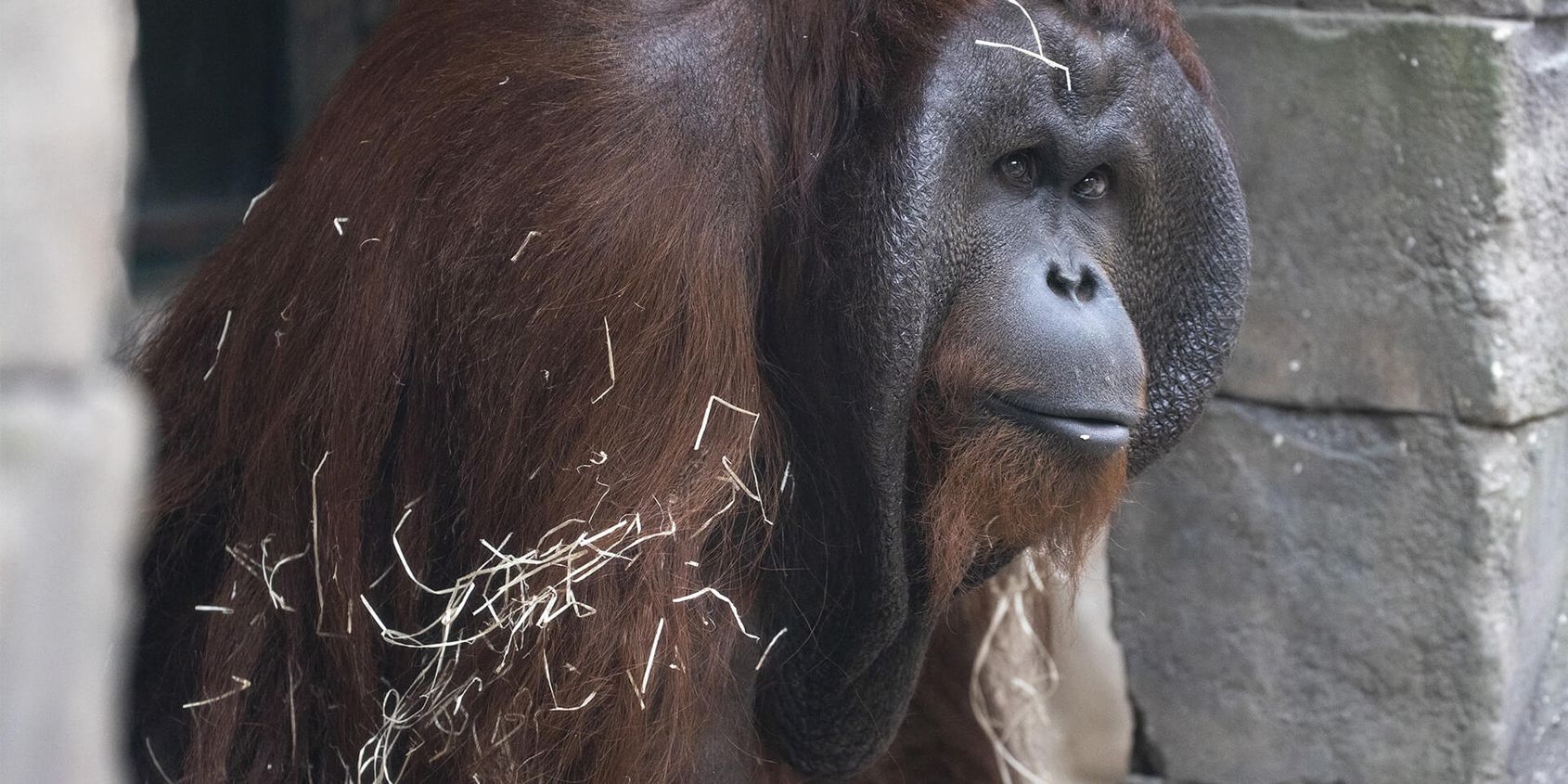 Mâle orang-outan - Les animaux de La Serre des Chimpanzés et Orangs-outans - ZooParc de Beauval