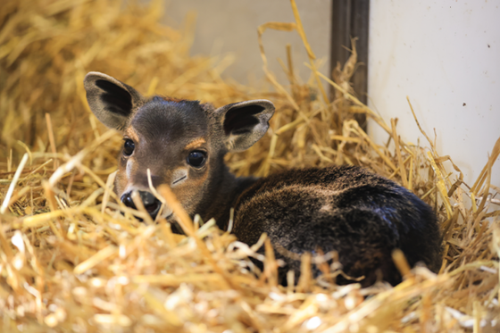 Nakuru, deuxième bébé céphalophe à dos jaune né en France en moins d’un an !