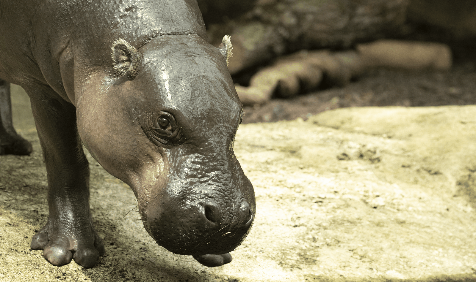 Hippopotame pygmée - Animaux extraordinaires du ZooParc