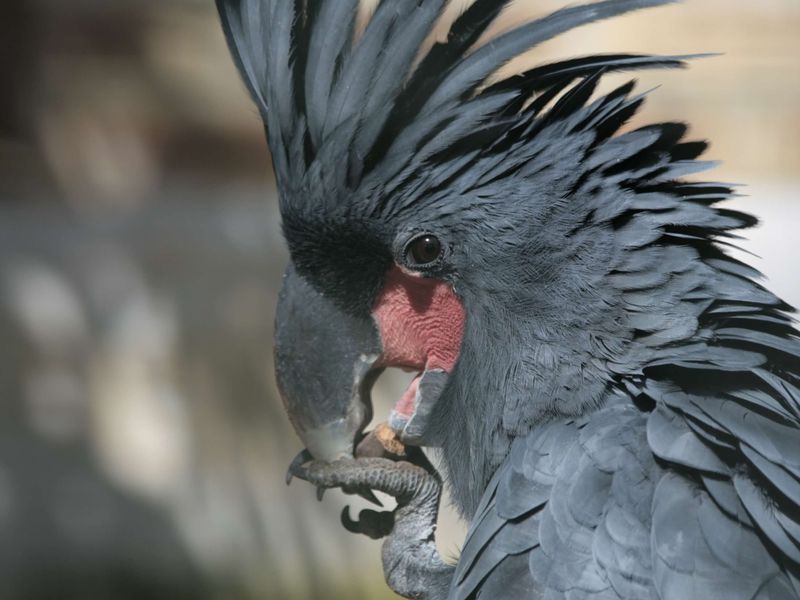 Microglosse - Animaux extraordinaires du ZooParc