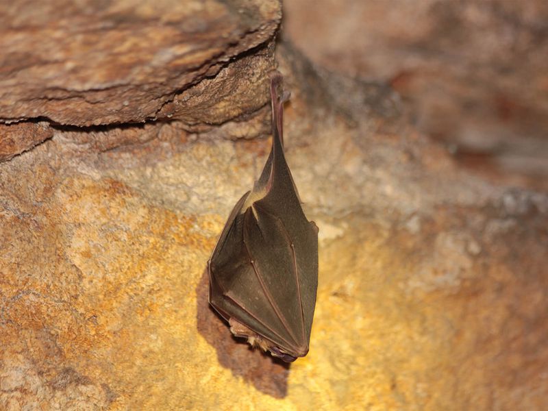 Chauves-souris de Rodrigues - Animaux extraordinaires du ZooParc