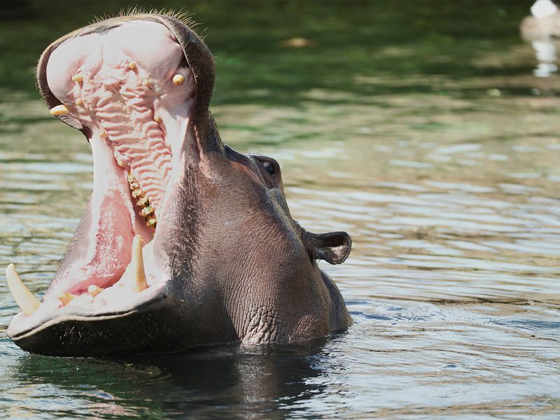 Hippopotame - Animaux extraordinaires du ZooParc