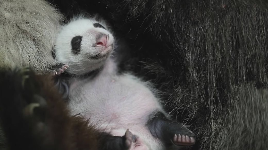 Jumelles panda ont 1 mois - Bébé panda - ZooParc de Beauval