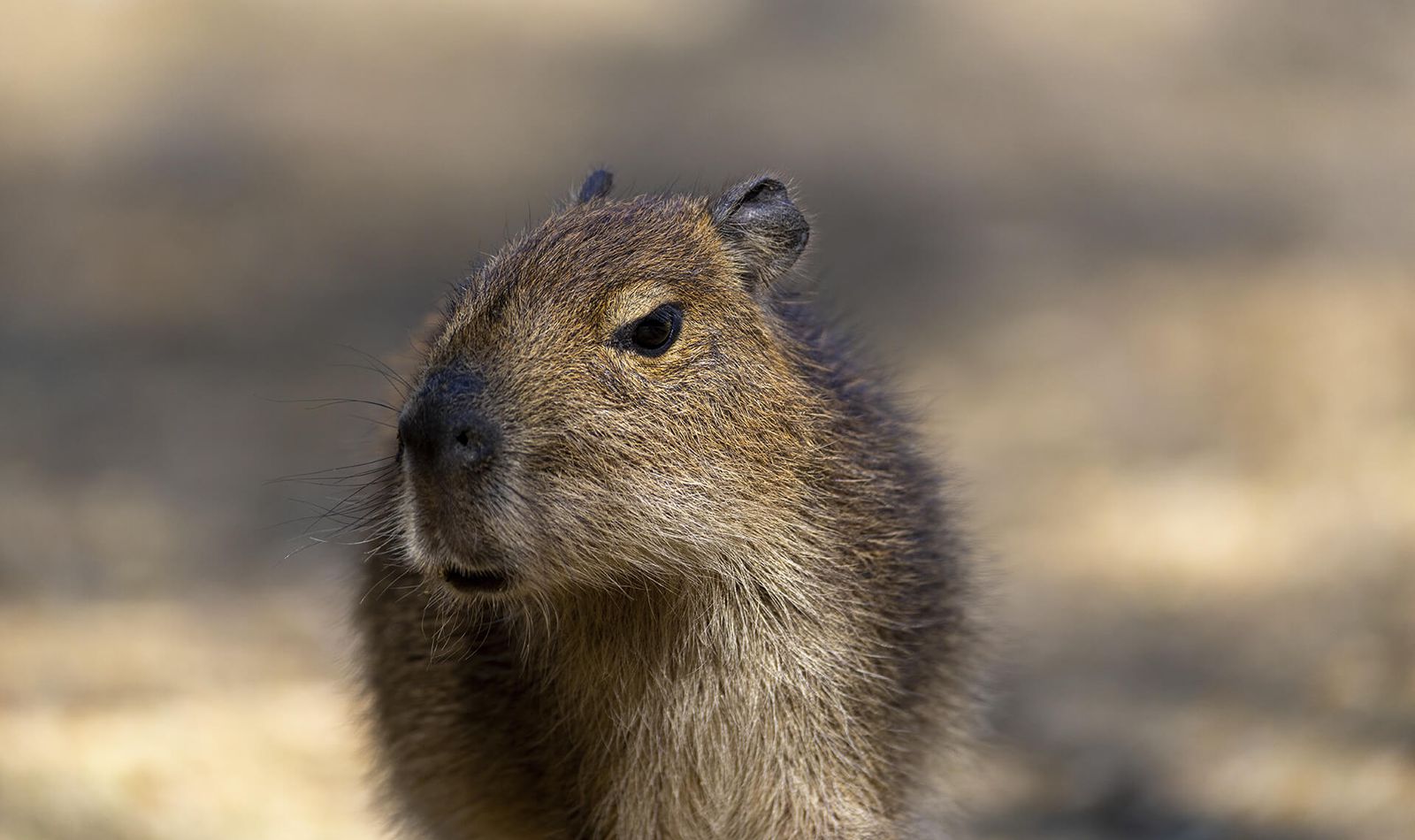 Capybara - Animaux extraordinaires du ZooParc