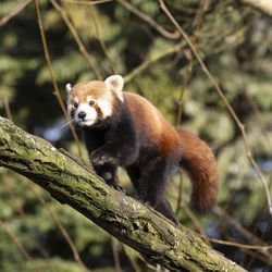 Red pandas - Animals of the ZooParc de Beauval