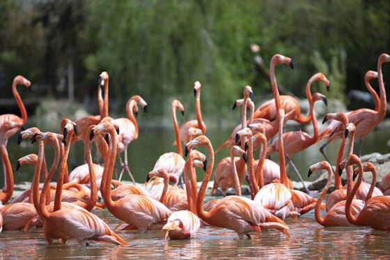 Visite guidée : 45 ans de passion – Petite volière deviendra grande