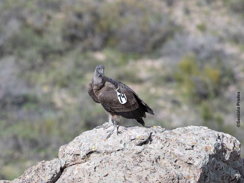 Relâché Pachamama, condor des Andes - Association Beauval Nature - ZooParc de Beauval