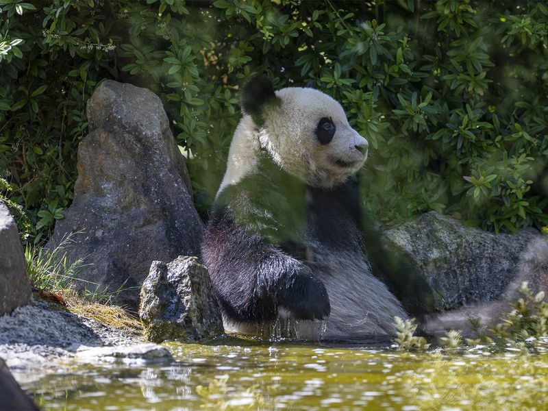 Yuan Meng, premier bébé panda de France - ZooParc de Beauval Yuan Meng, premier bébé panda de France - ZooParc de Beauval
