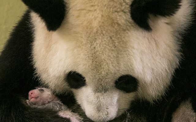 Huan Huan et Yuan Meng - L'histoire du ZooParc