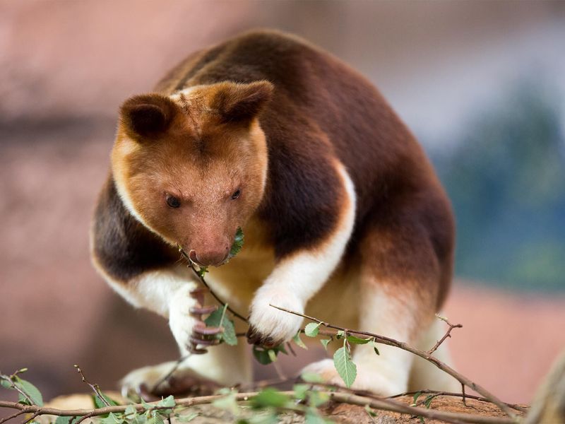 Tree kangaroo - Animals of ZooParc de Beauval