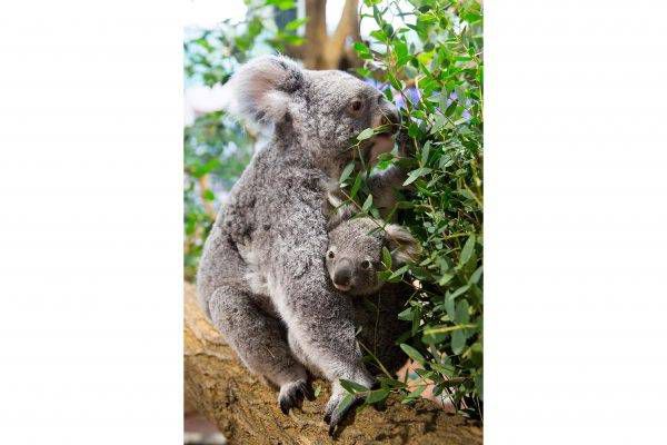 Tinaroo : 1kg !