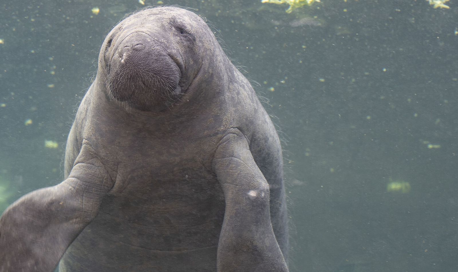 Lamantin des Caraïbes - Animaux extraordinaires du ZooParc