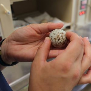 Animations avec ou sans - Maison Beauval Nature - ZooParc de Beauval
