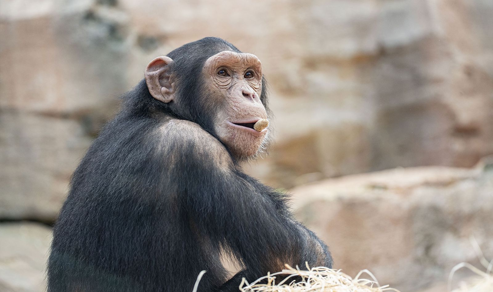 La Serre Tropicale Des Chimpanzes Et Orangs Outans Zooparc De Beauval