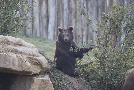 Brown bear