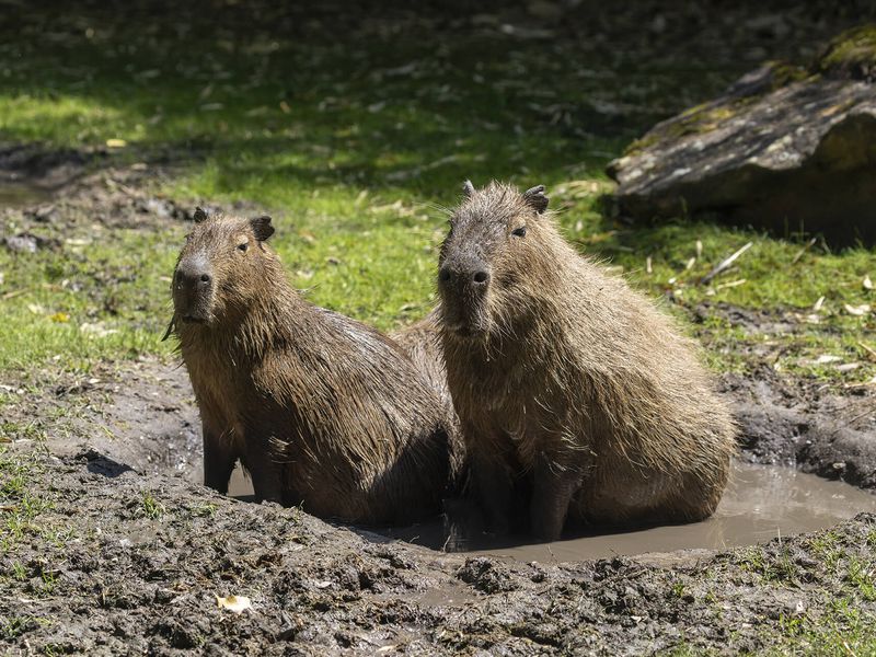 Capybara - Animaux extraordinaires du ZooParc