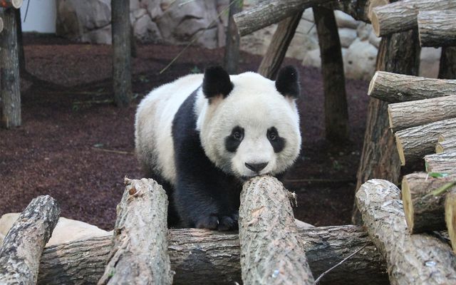 Panda géant - L'histoire du ZooParc