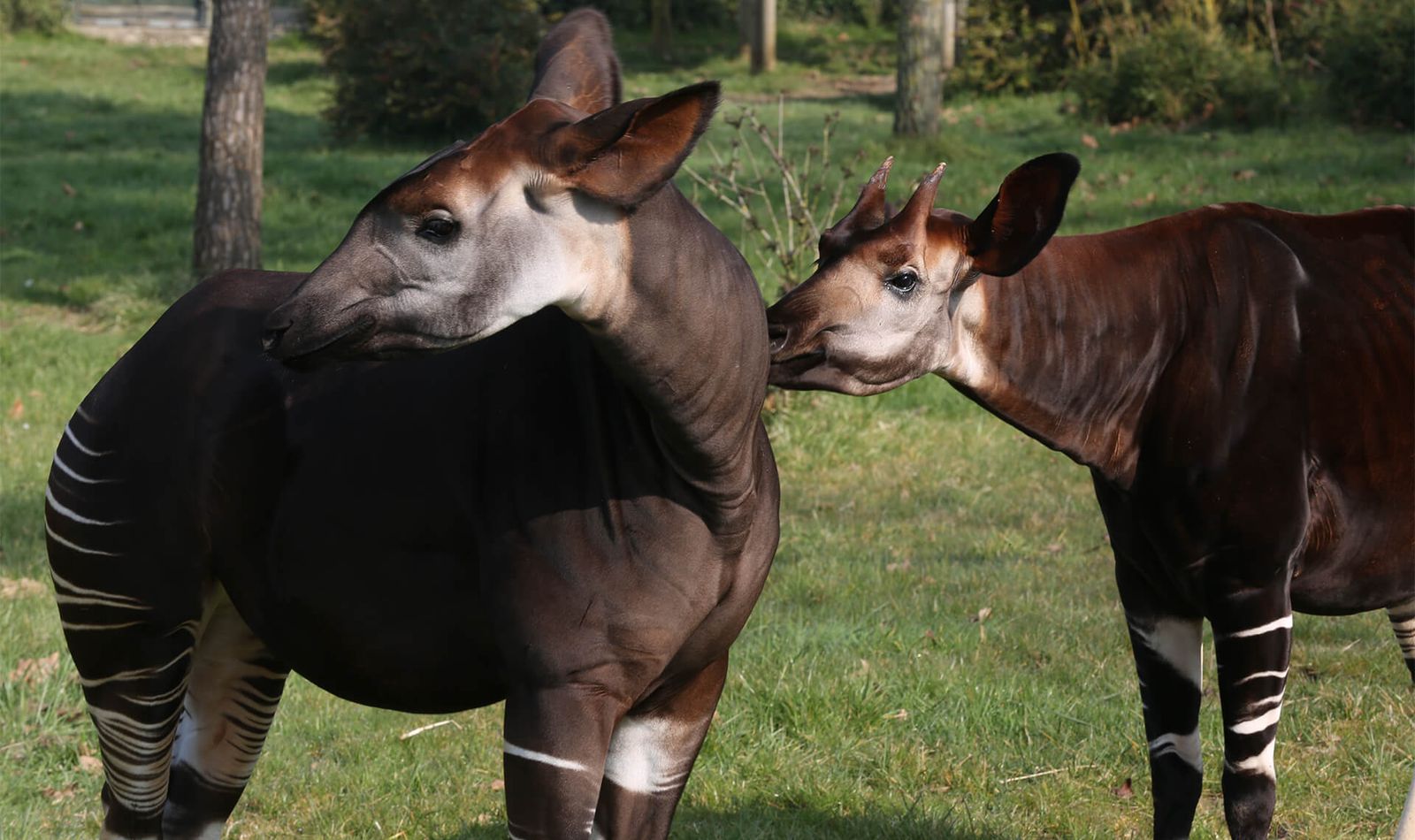 Okapis - Animaux extraordinaires du ZooParc