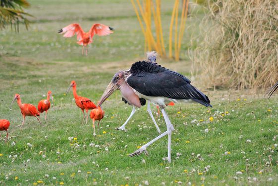 Marabout et ibis rouges - Spectacle d'oiseaux - Les Maîtres des Airs